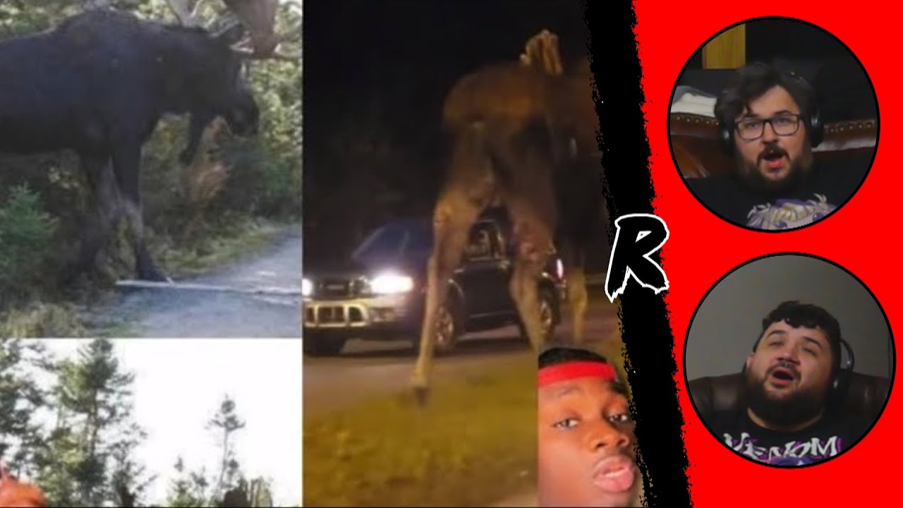 Why Moose are the Greatest Threat to National Security - @Casual Geographic |  RENEGADES REACT