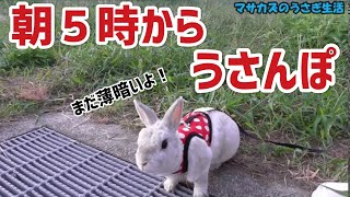 朝4時に起きてうさんぽに行ってきました!