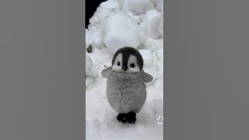 Cute baby penguin (apt by Bruno Mars and rose)