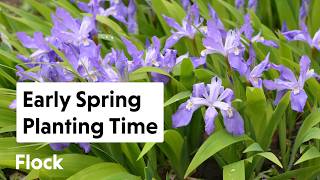 Planting Early SPRING BULBS & PERENNIALS in April — Ep. 370