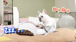 布団に入れてと要求してくる犬が反則級に可愛かった【フレンチブルドッグ frenchbulldog】