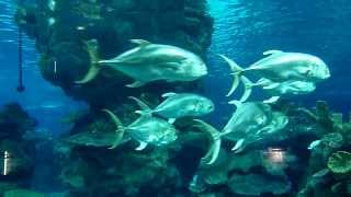 Some of the aquatic marine life at The Blue Planet Aquarium, Cheshire. Featuring many species of sharks,rays and fish. Divers also 