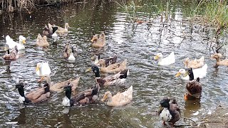 marrecos, gansos e patas minhas aves aquáticas.