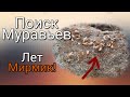 В Поисках Муравьев! Предстоящий лёт Myrmica!