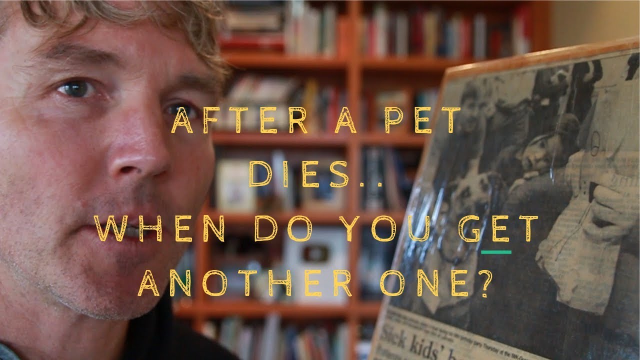 Your Dog Or Cat Dies When To Get Another Pet YouTube Your Dog Or Cat Dies When To Get Another Pet YouTube