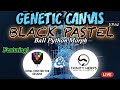 GENETIC CANVAS- BLACK PASTEL &amp; FIRST EVER! SPLIT BALL PYTHON MORPH BREAKDOWNS -EP65