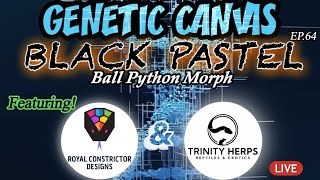 GENETIC CANVAS- BLACK PASTEL & FIRST EVER! SPLIT BALL PYTHON MORPH BREAKDOWNS -EP65