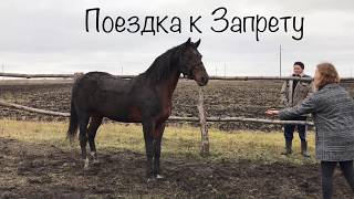 ВСТРЕЧА СПУСТЯ 2 ГОДА. любимый конь (субтитры) ВСТРЕЧА СПУСТЯ 2 ГОДА. любимый конь (субтитры)