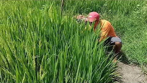 Roxas, Isabela - Estimating rice yield Part 2, field trip