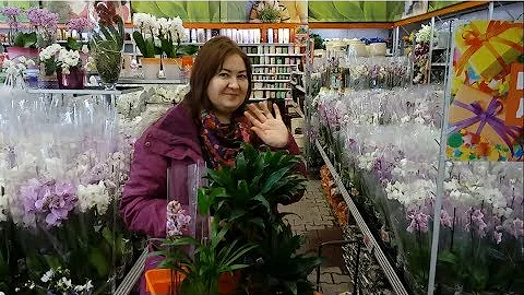 ЯДОВИТЫЕ РАСТЕНИЯ и цветы для попугаев. Что можно и что нельзя корелле.