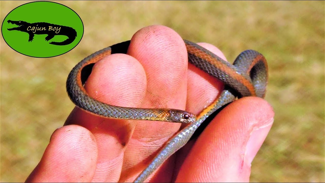 TINY Bellied Snake! YouTube