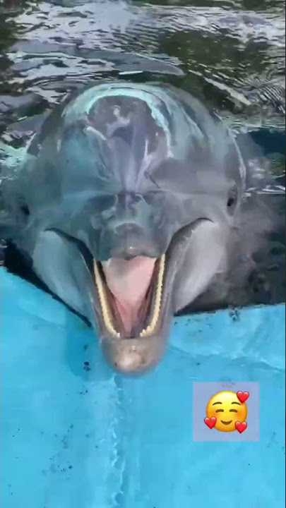 Cute 🥰 dolphin 🐬 sound #shorts #dolphin voice dolphin park dolphin resort such cute water world