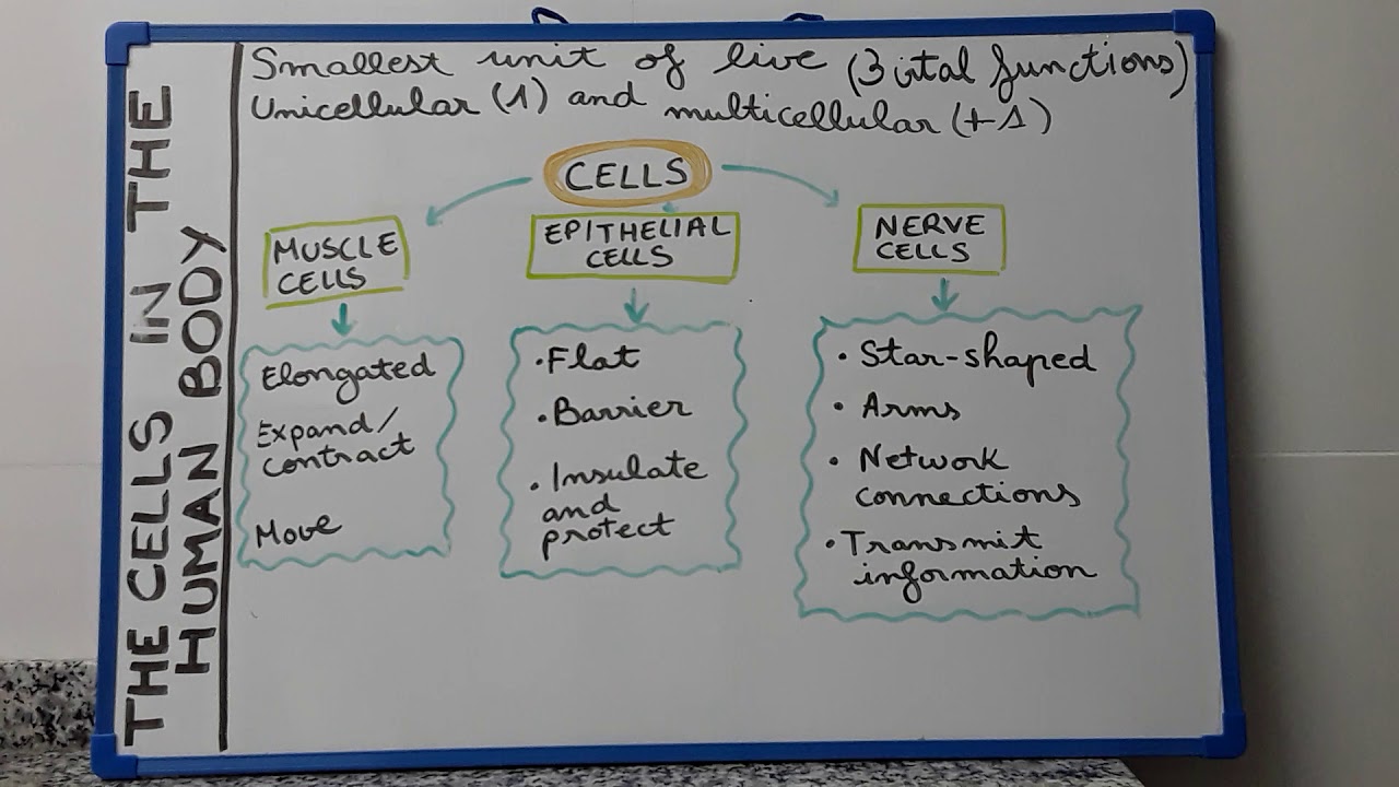 Cells in the human body I - YouTube