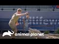 El increíble espectáculo con un cocodrilo en el zoológico | Los Irwin | Animal Planet