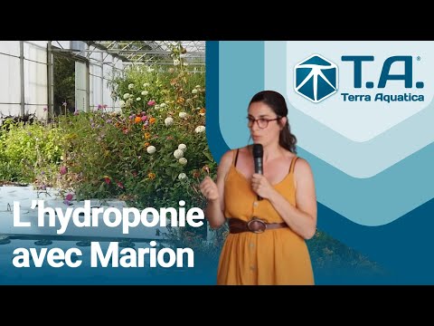 Vidéo: Que sont les systèmes hydroponiques ? Description des principaux types de systèmes hydroponiques. Système hydroponique bricolage