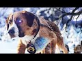 Best Action Moviees 🍿 2023 |Brave dog 2. Best Hollywood Action Movie 🎥 New Movie 2023