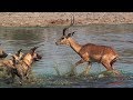 Impala trapped between wild dogs and crocodile