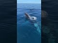 When the Whales Start People-Watching