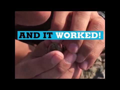 Iran: Forest ranger saves lizard with mouth-to-mouth resuscitation
