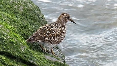 A Purple Sandpiper on Governors Island, New York