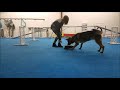 How to Teach Touch Pads for Dog Training How to Teach Touch Pads for Dog Training