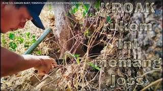 VLOG 129, KANGEN BUKIT, TERNYATA DISAMBUT RUKEM YANG BER KROAK JOSS