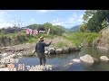 まるで釣り堀ー！ 正に〇〇マ〇が入れ食い状態でした！ 南足柄市 狩川で小物釣り。