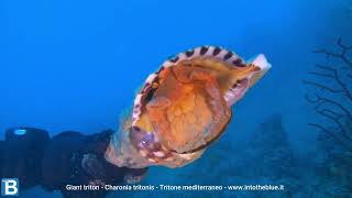 Giant triton - Charonia tritonis - Tritone mediterraneo - www.intotheblue.it