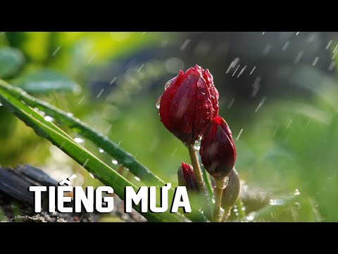 Video: Mùa Nhung: Thư Thái Nhẹ Nhàng