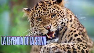 DESCUBRE LA VIDA SECRETA DEL TIGRE🤯🐯