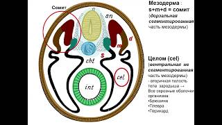 Строение И Развитие Сердца