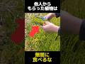 他人から貰った植物を無闇に食べてはいけない理由
