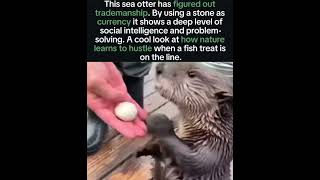 By Far the Coolest Otter Video On YouTube! #wildlife  #wildanimals #smartanimals #fyp #otter #nc