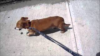 Budyn Na Szybkim Spacerku