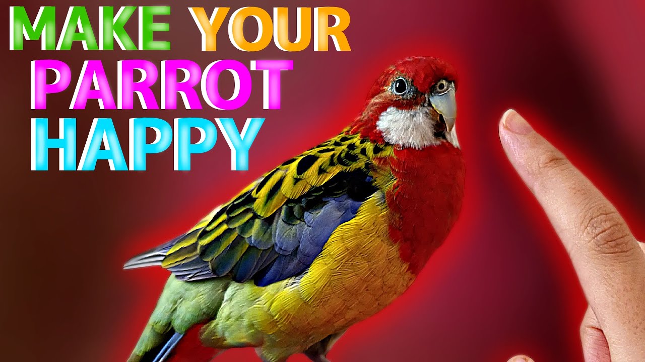 How To Make Your Bird Happy?
