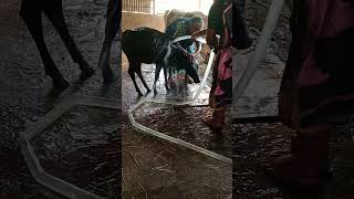গরুর ভাইরাস জ্বর #hypop #cow #মর্নিং2pmরেজাল্ট #streetfood #funny #hypotension #vlogwithsohelvillage