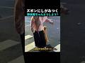 ズボンにしがみつく野良猫ちゃんどうしよう