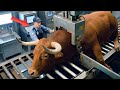 Inside The Bull Meat Industry | From Cattle Farming To Food & Leather Products (Full Process)