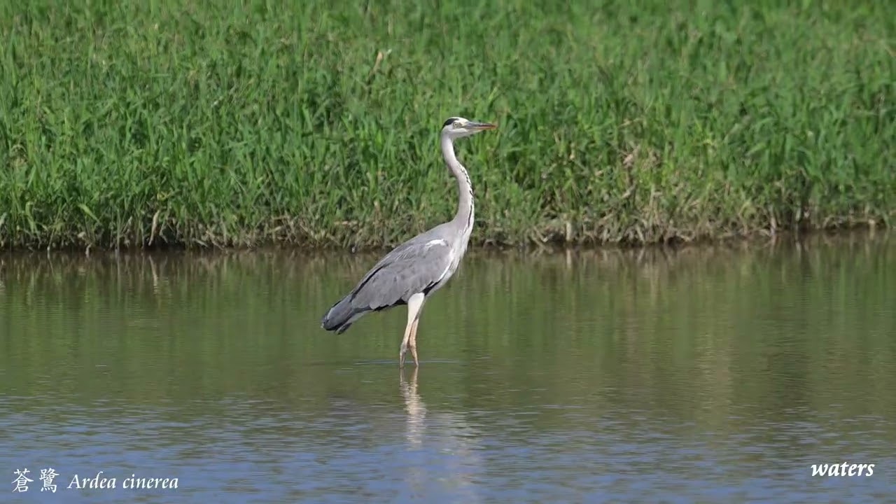 蒼鷺 Ardea cinerea