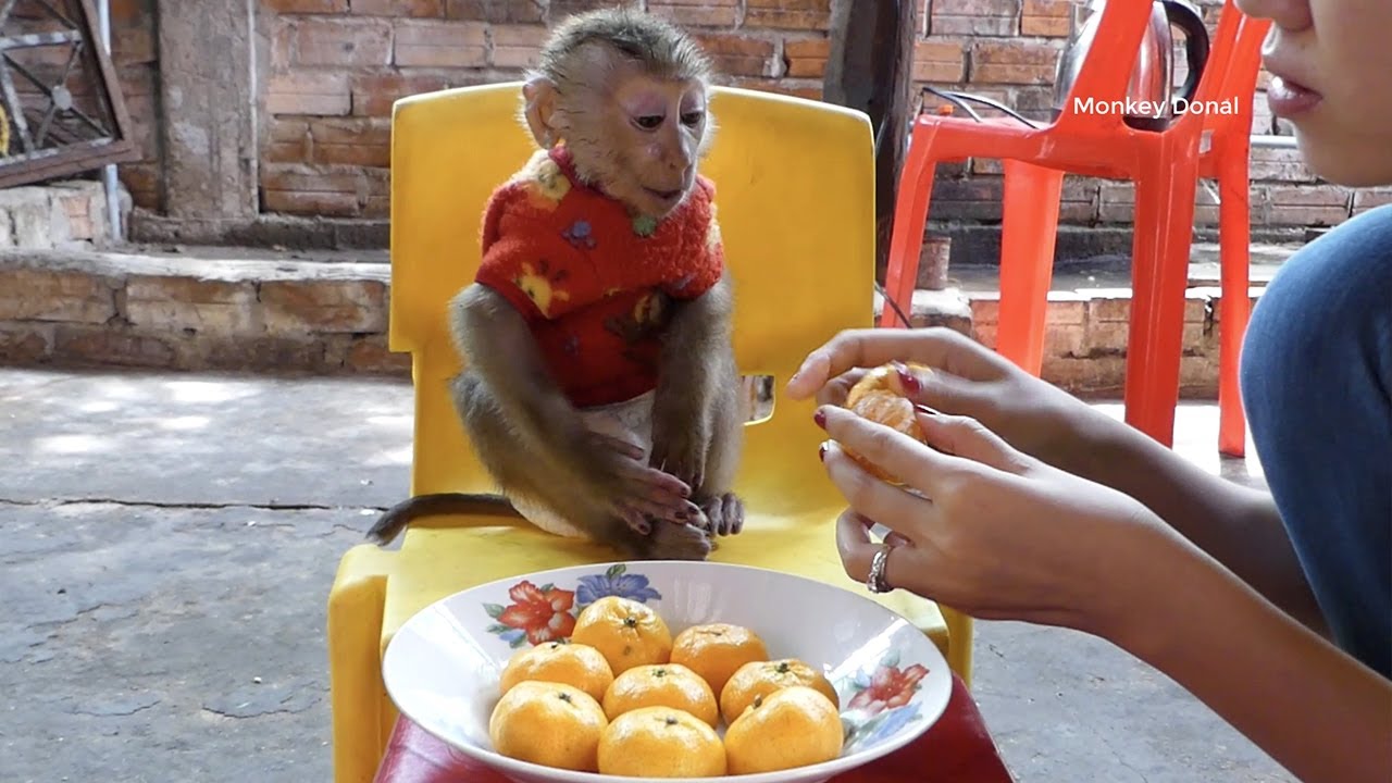 Baby Monkey Donal Dear Not Take Orange To Eat He Waiting Mom Allow Him