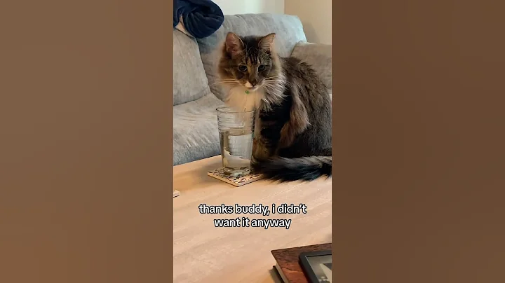Video 11086951: mainecoon catlover kitty, mainecoon cats catlover, cat mainecoon water, boy mainecoon cat, sweet mainecoon, kitty enjoying