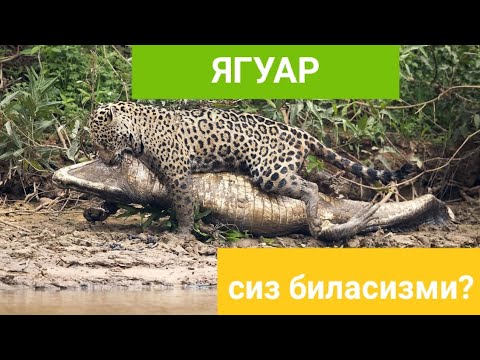 Бейне: Ягуарлар тебуға қол қойды ма?