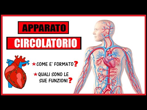 Video: Cos'è il sistema circolatorio nel corpo umano?