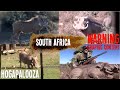 Airgun hog hunting in south africa with a bushbuck 45