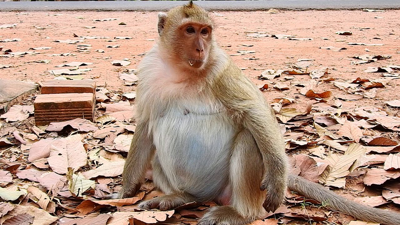 Monkey Briget pregnant look around find food