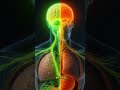 Empty stomach + green tea… your body reacts instantly Here’s the inside view #greentea #healthylife