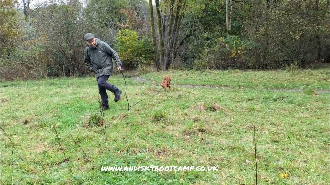 A perfect reprimand dog on dog. YouTube