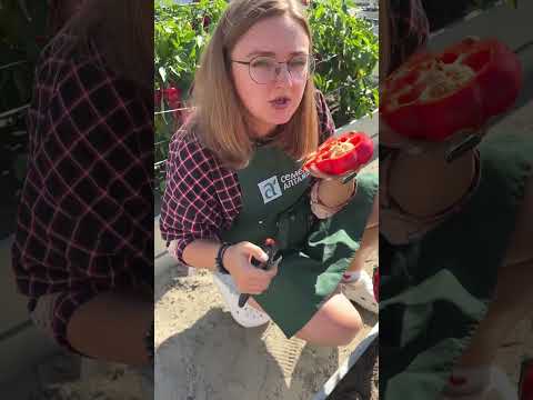 Китайские фонарики ⚡️