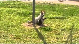 Dog and Magpie Bird Playing! Dog and Magpie Bird Playing!
