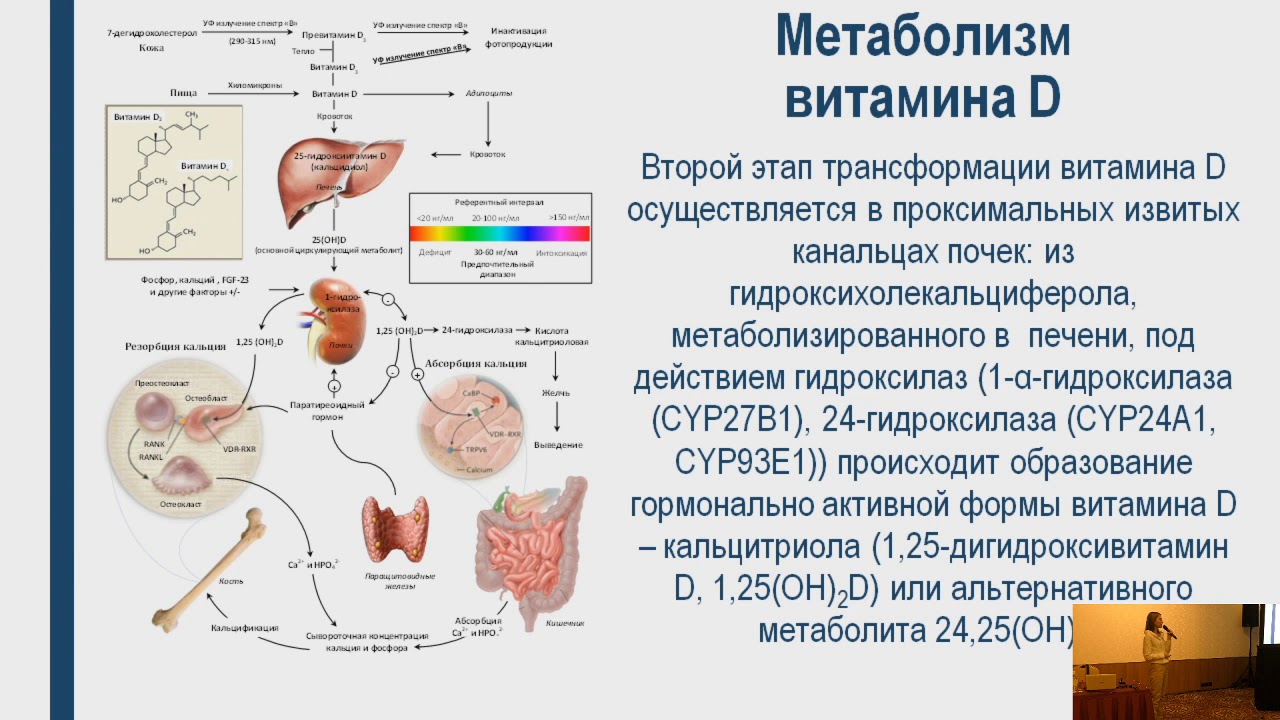 Влияние печени на почки